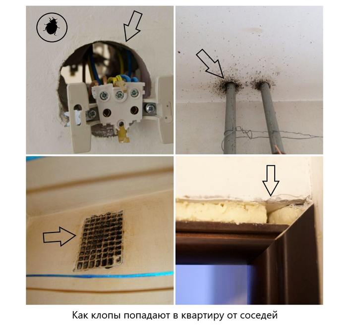 Почему клопы становятся проблемой в многоквартирных домах?